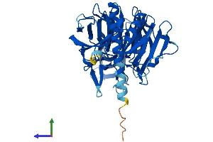 AlphaFold protein structure predicition of Mouse Recombinant Klhdc1 Protein, UniprotID Q80YG3 (KLHDC1 Protein (AA 1-406) (His tag))