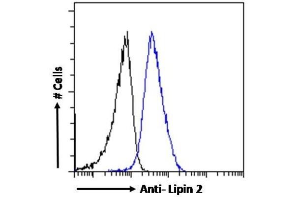 Lipin 2 antibody  (C-Term)