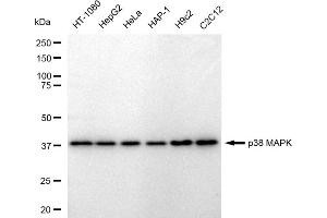 Western blotting analysis using p38 MAPK antibody (ABIN7799446).