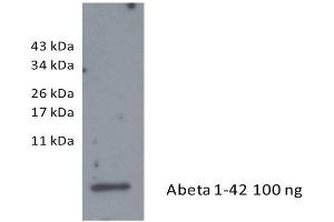 Western Blotting (WB) image for anti-Amyloid beta 1-42 (Abeta 1-42) antibody (ABIN334635) (Abeta 1-42 antibody)