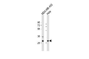 All lanes : Anti-BPGM Antibody (C-term) at 1:2000 dilution Lane 1: MDA-MB-453 whole cell lysate Lane 2: Hela whole cell lysate Lysates/proteins at 20 μg per lane. (BPGM antibody  (C-Term))