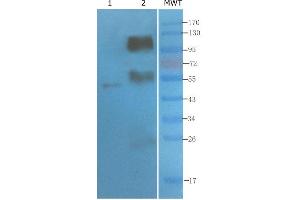 Western Blot using anti-CD4 antibody   Mouse thymus (lane 1) and mouse spleen (lane 2) were resolved on a 10% SDS PAGE gel and blots probed with -10. (Recombinant CD4 antibody)