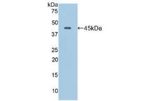 Western blot analysis of recombinant Mouse LAMP2. (LAMP2 antibody  (AA 295-410))