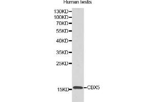Western blot analysis of extracts of human testis, using LYZL6 antibody. (LYZL6 antibody)