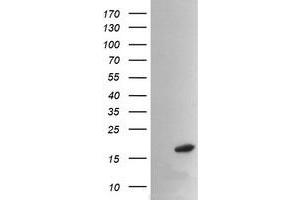Image no. 2 for anti-Peptidylprolyl Isomerase (Cyclophilin)-Like 3 (PPIL3) antibody (ABIN1500365) (PPIL3 antibody)
