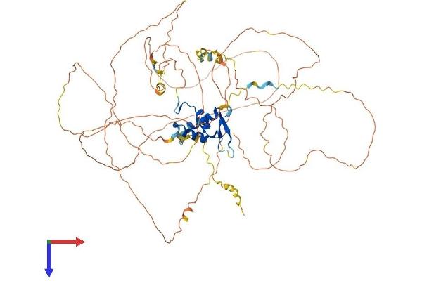 FOXO3 Protein (AA 1-673) (His tag)