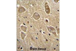 UGT8 antibody (Center) immunohistochemistry analysis in formalin fixed and paraffin embedded human brain tissue followed by peroxidase conjugation of the secondary antibody and DAB staining. (UGT8 antibody  (Middle Region))