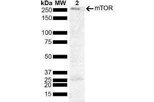 Western blot analysis of Human Cervical cancer cell line (HeLa) lysate showing detection of 288. (MTOR antibody  (AA 740-840) (Biotin))