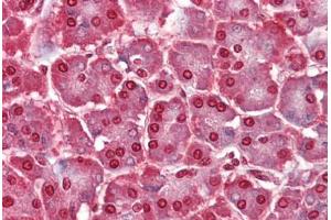 Human Pancreas (formalin-fixed, paraffin-embedded) stained with CASP12 antibody ABIN462331 followed by biotinylated goat anti-rabbit IgG secondary antibody ABIN481713, alkaline phosphatase-streptavidin and chromogen. (Caspase 12 antibody  (AA 100-116))