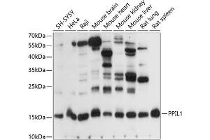 Western blot analysis of extracts of various cell lines, using PPIL1 antibody (ABIN7269211) at 1:1000 dilution. (PPIL1 antibody  (AA 1-166))