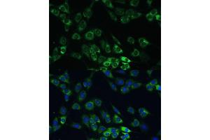 Immunofluorescence analysis of C6 cells using USP46 Polyclonal Antibody (ABIN7271165) at dilution of 1:100 (40x lens). (USP46 antibody)
