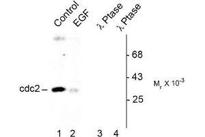 Image no. 1 for anti-Cyclin-Dependent Kinase 1 (CDK1) (pTyr15) antibody (ABIN372596) (CDK1 antibody  (pTyr15))
