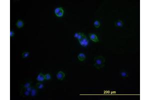 Immunofluorescence of monoclonal antibody to CD276 on MCF-7 cell . (CD276 antibody  (AA 28-238))