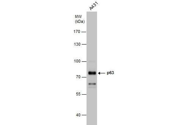 p63 antibody