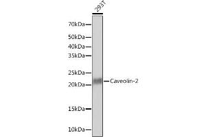 Western blot analysis of extracts of 293T cells, using Caveolin-2 Rabbit mAb (ABIN7266155) at 1:1000 dilution. (Caveolin 2 antibody)