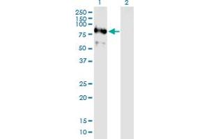Western Blot analysis of RNF220 expression in transfected 293T cell line by RNF220 MaxPab polyclonal antibody. (RNF220 antibody  (AA 1-566))