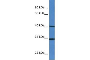 WB Suggested Anti-H13 Antibody   Titration: 1.