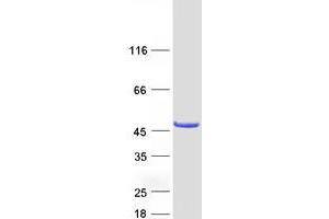 Validation with Western Blot (Cytohesin 4 Protein (CYTH4) (Myc-DYKDDDDK Tag))