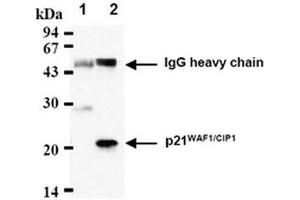 Western Blotting (WB) image for anti-Cyclin-Dependent Kinase Inhibitor 1A (p21, Cip1) (CDKN1A) antibody (ABIN487485) (p21 antibody)