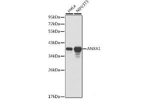 Western blot analysis of extracts of various cell lines using ANXA1 Polyclonal Antibody. (Annexin a1 antibody)