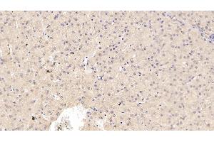 Detection of ADPN in Porcine Liver Tissue using Monoclonal Antibody to Adiponectin (ADPN) (ADIPOQ antibody  (AA 18-243))