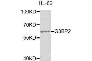Western blot analysis of extracts of HL-60 cells, using G3BP2 antibody (ABIN1877055) at 1:1000 dilution.