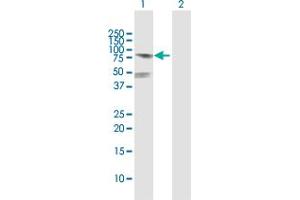 Western Blot analysis of POLA2 expression in transfected 293T cell line by POLA2 MaxPab polyclonal antibody. (POLA2 antibody  (AA 1-598))