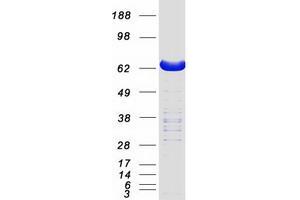 Validation with Western Blot (LCP2 Protein (Myc-DYKDDDDK Tag))