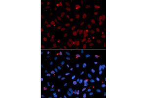 Immunofluorescence analysis of U2OS cells using SRSF1 antibody. (SRSF1 antibody)