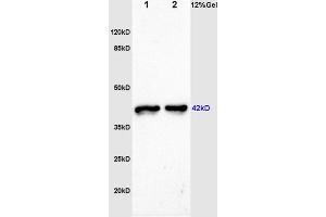 L1 and L2 rat skeletal muscle lysates probed: : Anti-F-Actin (ABIN731498) at 1:200 in 4 °C. (F-Actin antibody  (AA 1-50))