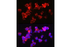 Immunofluorescence analysis of Neuro-2a cells using NPY5R Rabbit mAb (ABIN7268890) at dilution of 1:100 (40x lens). (NPY5R antibody)