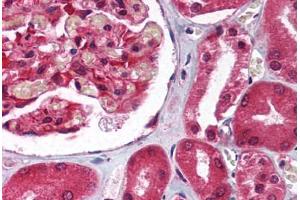 Human Kidney (formalin-fixed, paraffin-embedded) stained with GNB2L1 antibody ABIN214111 at 5 ug/ml followed by biotinylated goat anti-rabbit IgG secondary antibody ABIN481713, alkaline phosphatase-streptavidin and chromogen. (GNB2L1 antibody  (C-Term))