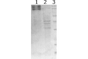 Western-Blot detection of human RET expressed in CHO cells. (Ret Proto-Oncogene antibody)