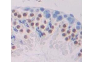 Figure. (T-Bet antibody  (AA 167-423))