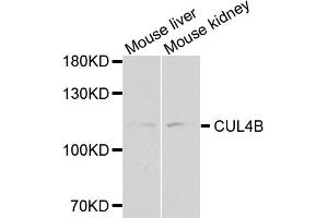 Western blot analysis of extracts of various cell lines, using CUL4B antibody (ABIN1876588) at 1:1000 dilution. (Cullin 4B antibody)