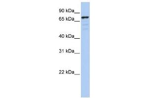 Western Blotting (WB) image for anti-Golgin A5 (GOLGA5) antibody (ABIN2459030)