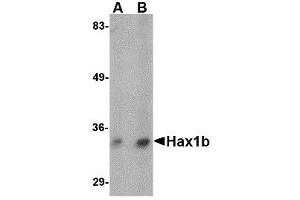 Western blot analysis of Hax1b in mouse brain tissue lysate with AP30393PU-N Hax1b antibody at (A) 1 and (B) 2 μg/ml.