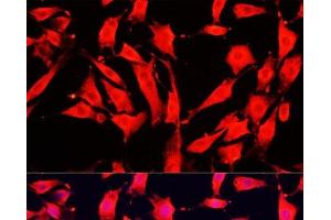 Immunofluorescence (IF) image for anti-Amiloride Binding Protein 1 (Amine Oxidase (Copper-Containing)) (ABP1) antibody (ABIN7262070)
