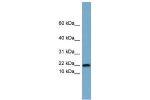 WB Suggested Anti-PRR13 Antibody Titration: 0.