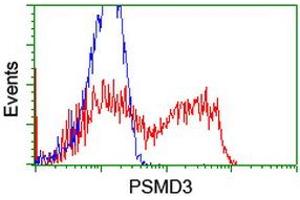 HEK293T cells transfected with either RC202307 overexpress plasmid (Red) or empty vector control plasmid (Blue) were immunostained by anti-PSMD3 antibody (ABIN2455562), and then analyzed by flow cytometry. (PSMD3 antibody)