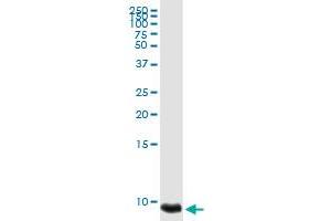 PF4 MaxPab rabbit polyclonal antibody. (PF4 antibody  (AA 1-101))