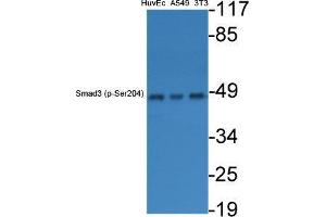 Western Blot (WB) analysis of specific cells using Phospho-Smad3 (S204) Polyclonal Antibody.