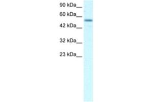Western Blotting (WB) image for anti-Early B-Cell Factor 3 (EBF3) antibody (ABIN2460289) (EBF3 antibody)