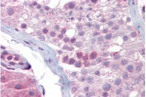 Immunohistochemistry with Testis tissue at an antibody concentration of 5µg/ml using anti-SYCP3 antibody (ARP58334_P050) (SYCP3 antibody  (N-Term))