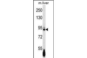 Western blot analysis in mouse liver tissue lysates (35ug/lane). (EPH Receptor B4 antibody  (AA 360-389))