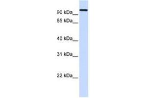 Image no. 1 for anti-Heat Shock 70kDa Protein 4 (HSPA4) (AA 684-733) antibody (ABIN6743405)