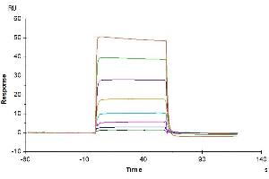 Human LIF R, His Tag immobilized on CM5 Chip can bind Human Oncostatin M, His Tag with an affinity constant of 0. (LIFR Protein (AA 45-833) (His tag))