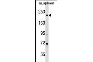MYH7 Antibody (N-term) (ABIN1539139 and ABIN2849216) western blot analysis in mouse spleen tissue lysates (35 μg/lane). (MYH7 antibody  (N-Term))