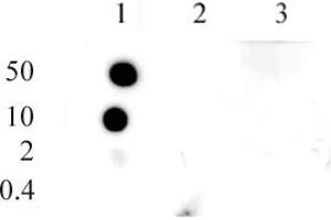 Histone H3 monomethyl Lys9 antibody (pAb) tested by dot blot analysis. (Histone 3 antibody  (meLys9))