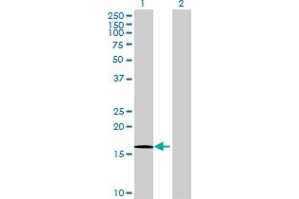 HRASLS antibody  (AA 1-168)